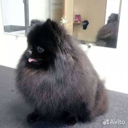 Грумер. Стрижка собак. Грумер в Дмитрове