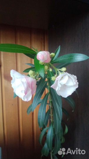 Комнатные цветы Олеандр
