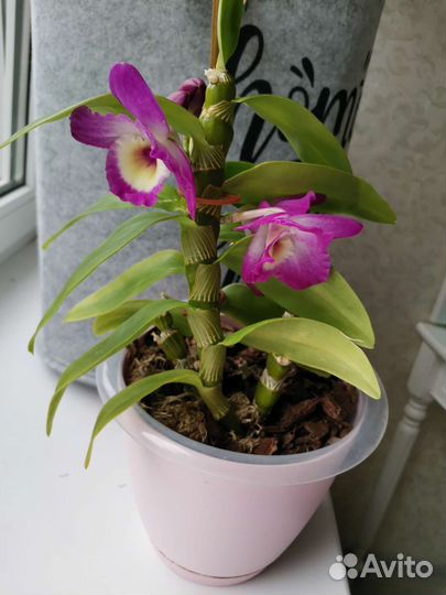 Орхидея Дендробиум Нобиле