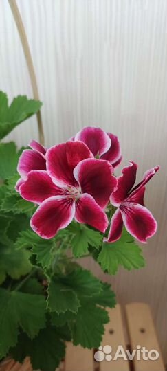 Пеларгонии сортовые