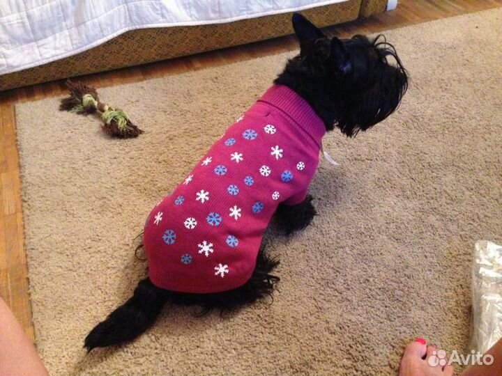 Свитер для Любимой собаки