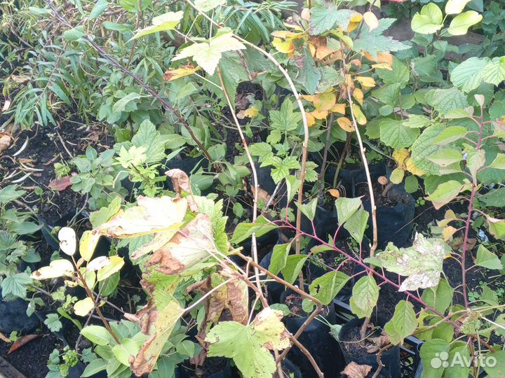 Саженцы смородины, крыжовника, жимолости