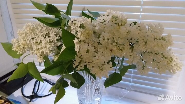 Саженцы белой сирени