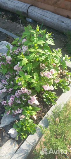 Дейция,Гортензии, хосты