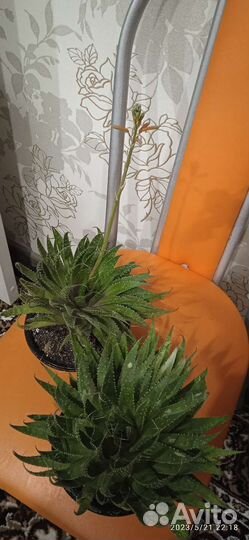 Алоэ остистое (аристата)