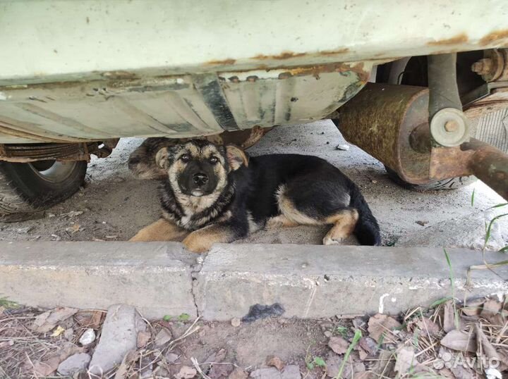 Щенок