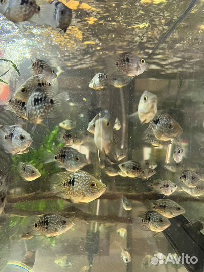 Бриллиантовый попугай рыба