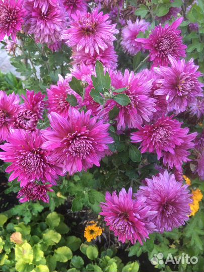 Продам хризантемы