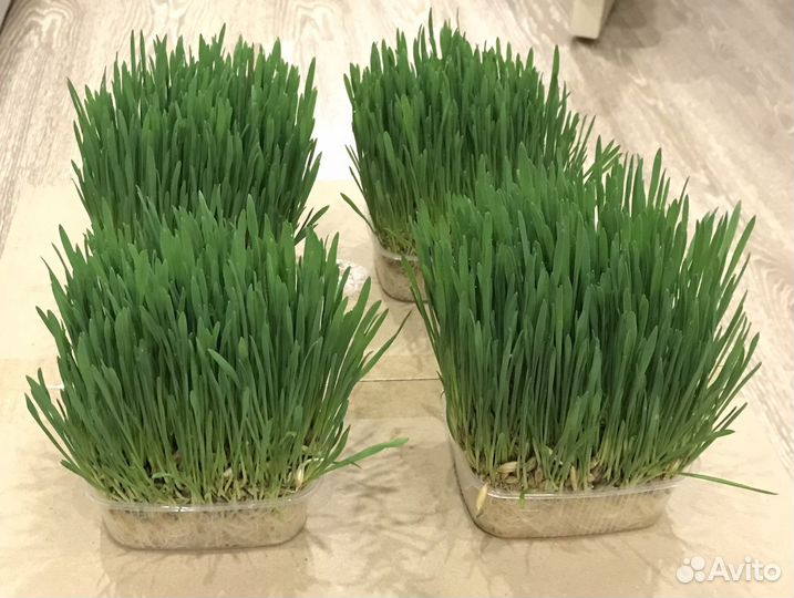 Трава для кошек пророщенная