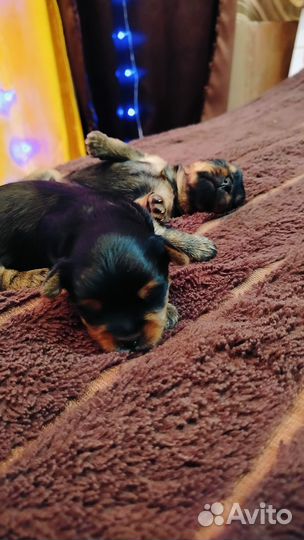 Йоркширский терьер мини щенки