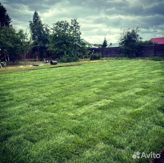 Рулонный газон, посевной газон