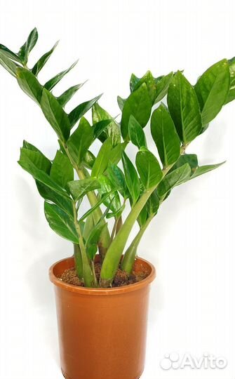 Комнатные цветы бесплатно