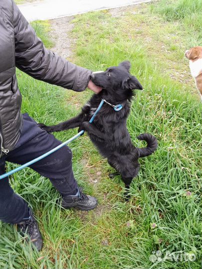 Ищет дом щенок не крупной Собаки Алиса