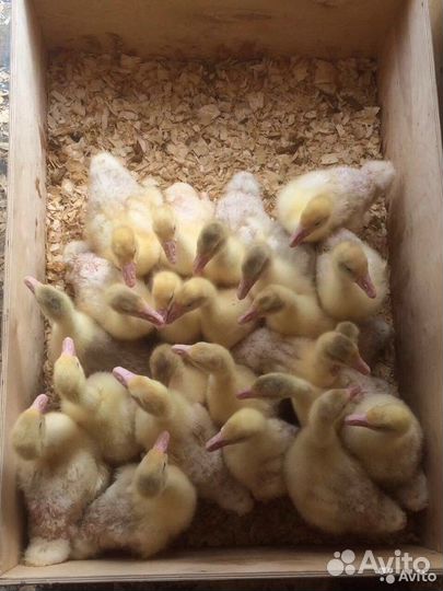 Гусята круп серая, белые губернаторские 3 недели