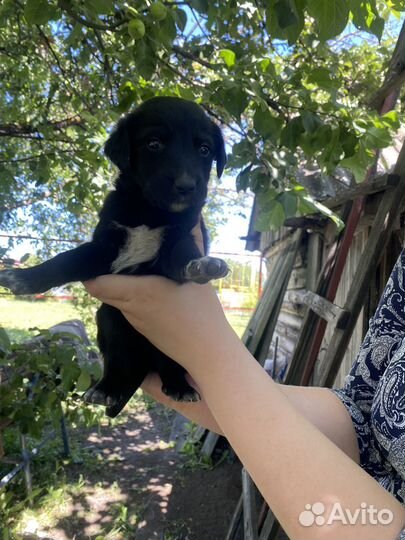 Щенок в добрые руки