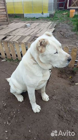 Вязка алабай