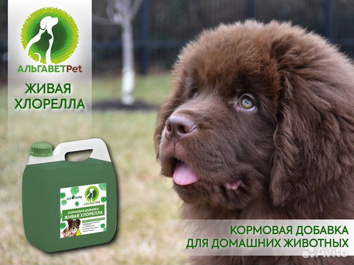 Живая хлорелла для животных Альгавет Pet 3,0 л