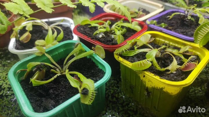 Хищные растения