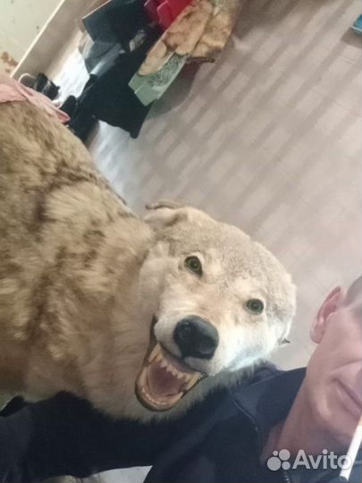 Чучело волка