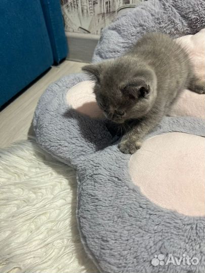 Шотландские котята