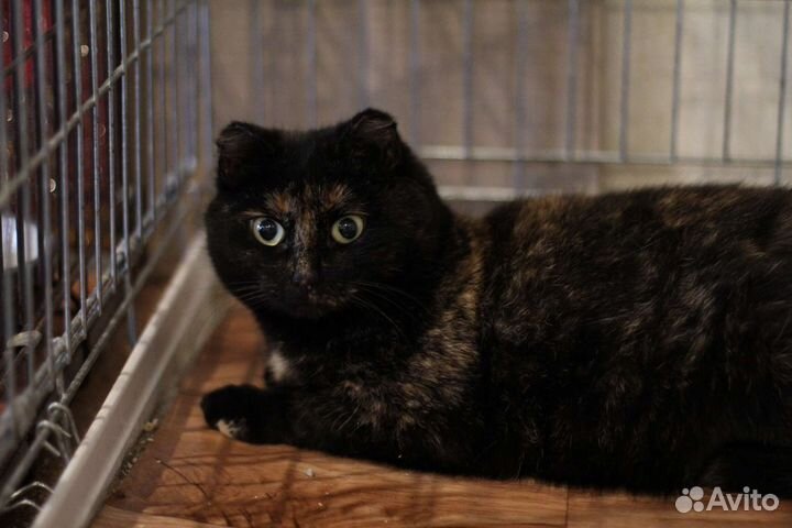 Кошка