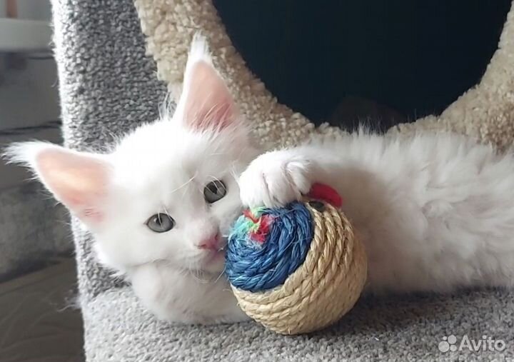 Котята мейн-кун