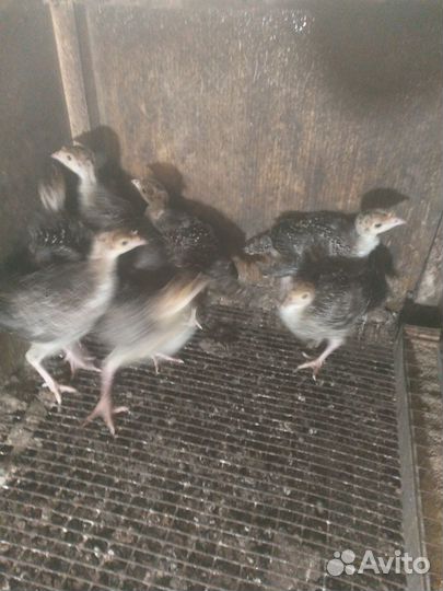 Продам птицу