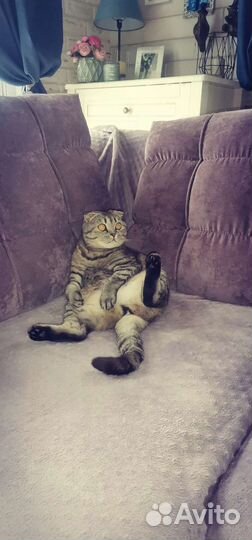 Кошка бесплатно