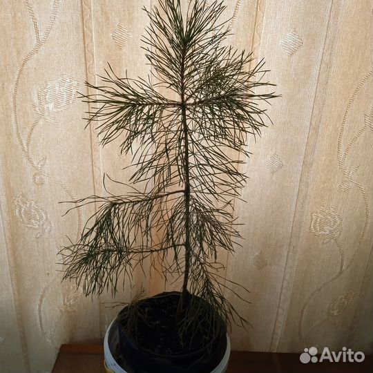 Сосна