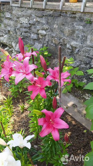 Садовые цветы и растения