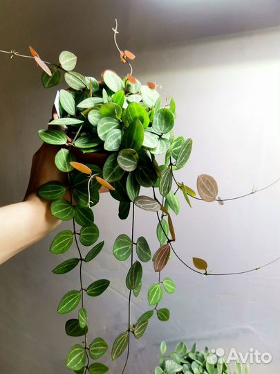 Дисхидия Овата и Дисхидия Иоанта