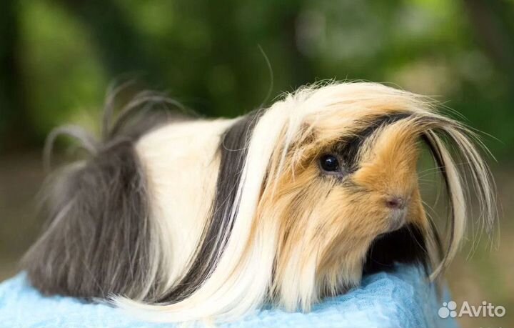 Морская свинка Перуанская