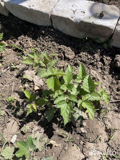 Ежемалина. Саженцы