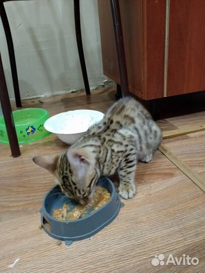 Бенгальский котенок девочка