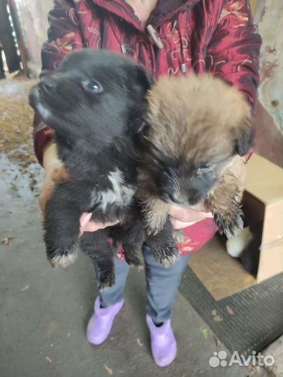 Собаки бесплатно в добрые руки щенки