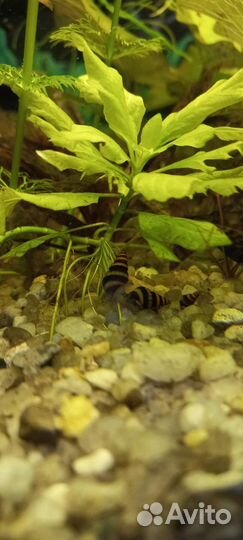 Улитка хелена