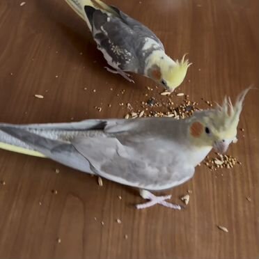 2 кореллы с большой клеткой