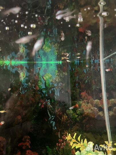 Аквариумные рыбки гуппи