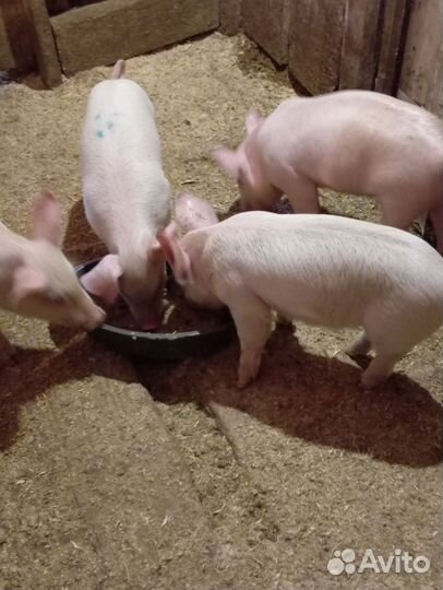Поросята