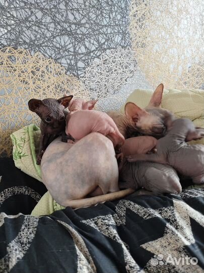 Канадский сфинкс