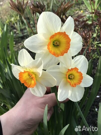 Луковицы нарциссов