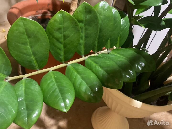 Замиокулькас