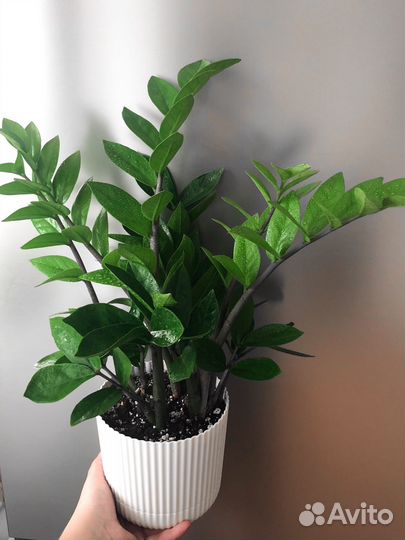 Замиокулькас, фикус руби, калатея и др