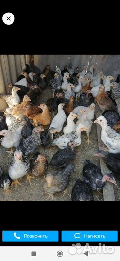 Куры молодки несушки домашние