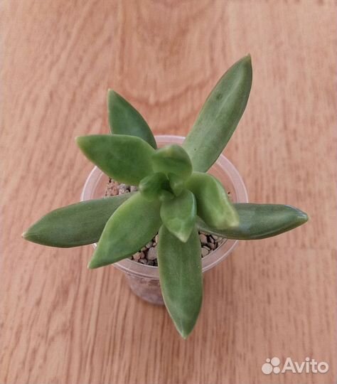 Кактусы и суккуленты