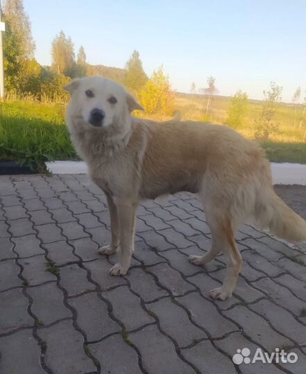 Отдам в добрые руки