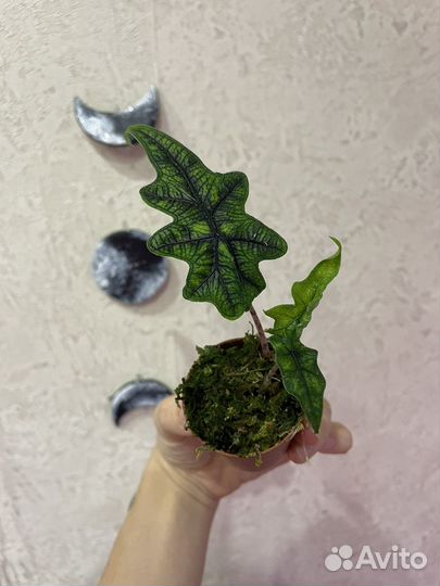 Алоказии мело и жаклин