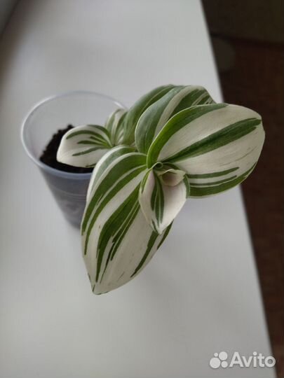 Каллизия Gold, розовая пантера, традесканция