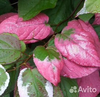 Актинидия из питомника - Лакомка, Адам и др