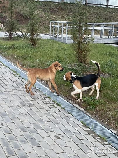 Собака в добрые руки отдам бесплатно